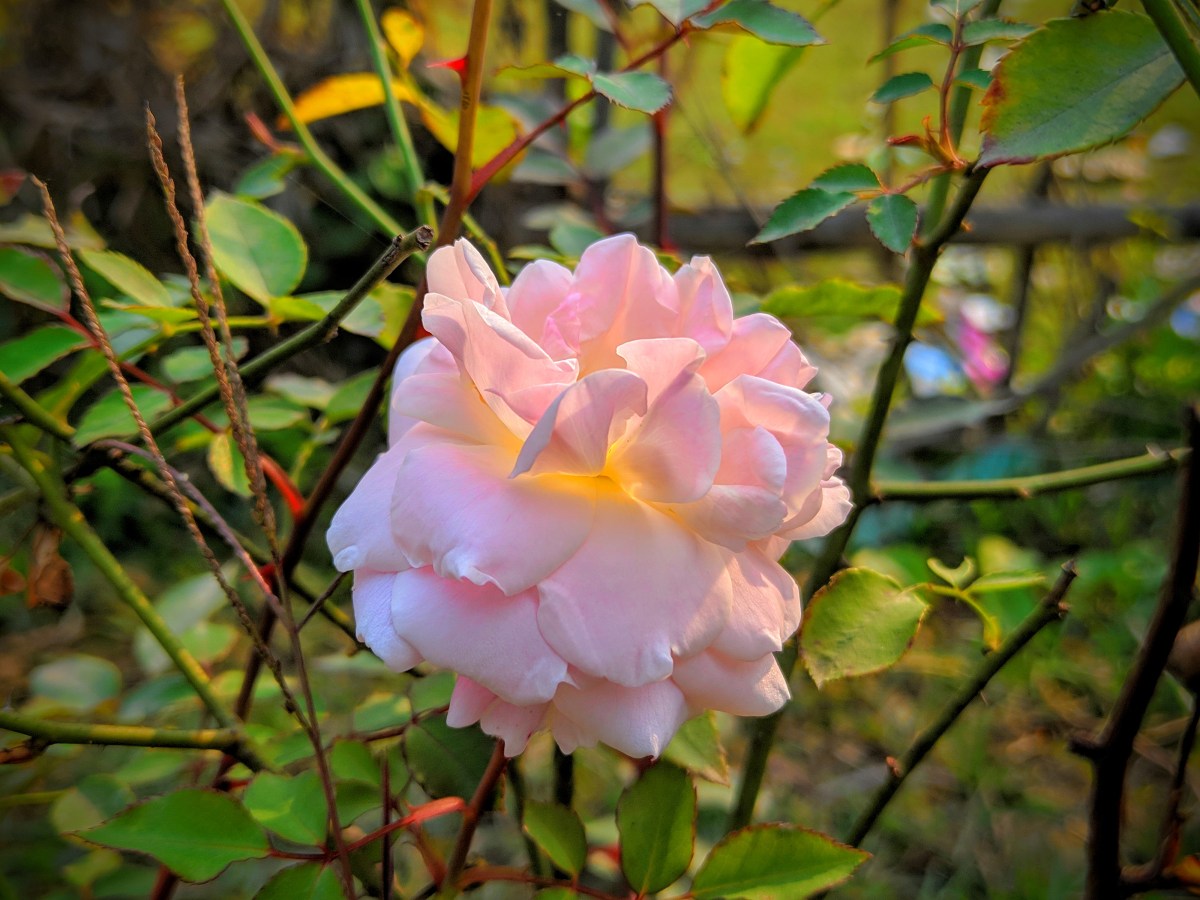 NATURE